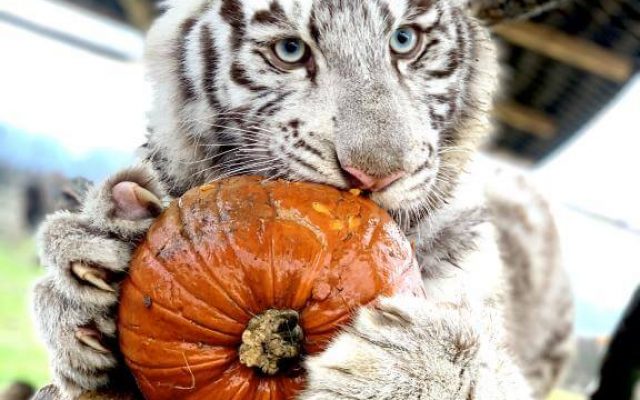 KONTAKTNA ZOO LIPTOVSKY MIKULÁŠ14d4c-zuzka