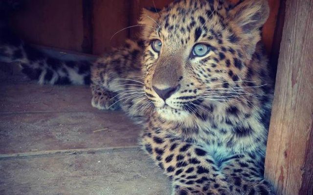 KONTAKTNA ZOO LIPTOVSKY MIKULÁŠa73c3-leopard-cinsky