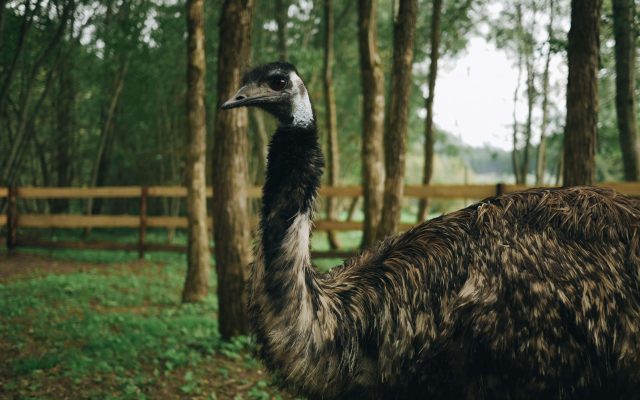 EMU HNEDÝ